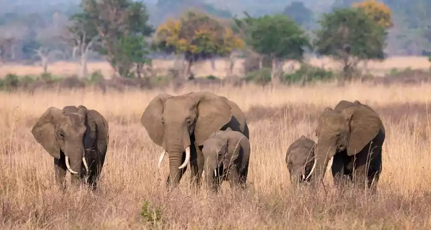 Mikumi National Park: Discover the Rich Biodiversity and Majestic Elephants with JM Tours