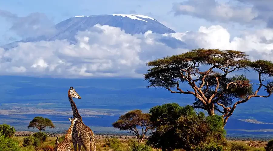 Giraffes roaming in Kilimanjaro National Park, surrounded by stunning landscapes.