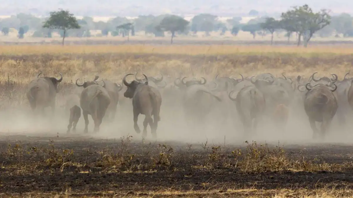 A powerful buffalo grazing in the grasslands of Lake Manyara National Park, Tanzania.