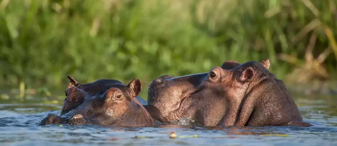 Captivating image showcasing the incredible wildlife and landscapes during Tanzania Tours and Safari, featuring majestic animals in their natural habitat.