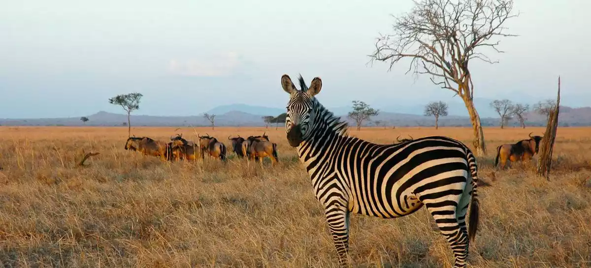 The breathtaking Great Mkata Plain in Mikumi National Park.