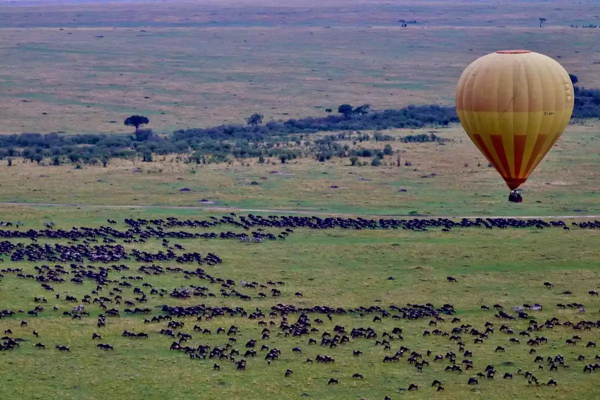 Witness the Spectacle: Wildebeest Great Migration with JM Tours