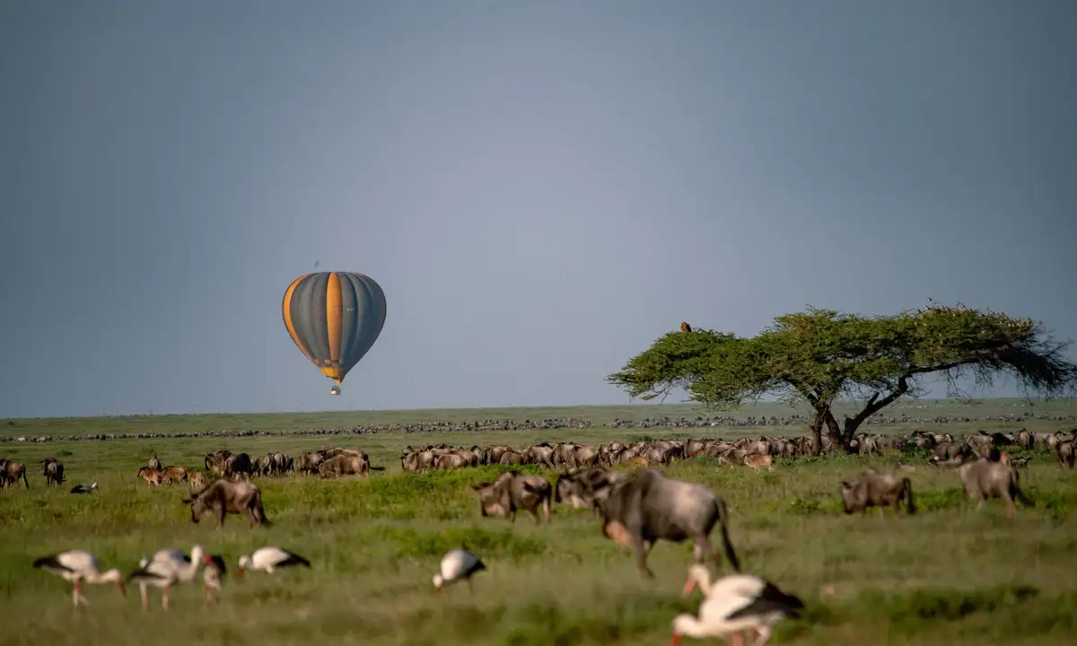 Explore Africa's Wonders with Serengeti Safari Tours: Unforgettable Wildlife Adventures and Affordable Serengeti Safari Prices Await!