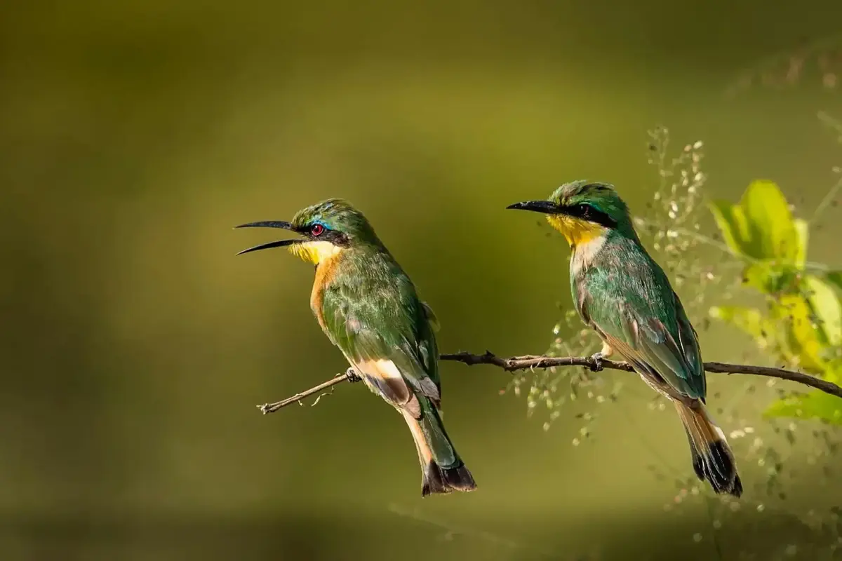 Birdwatching Safari in Tanzania