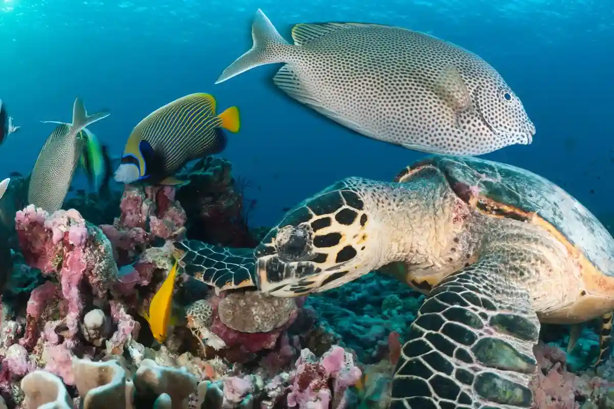 Coral reef fishing, Dive in Zanzibar