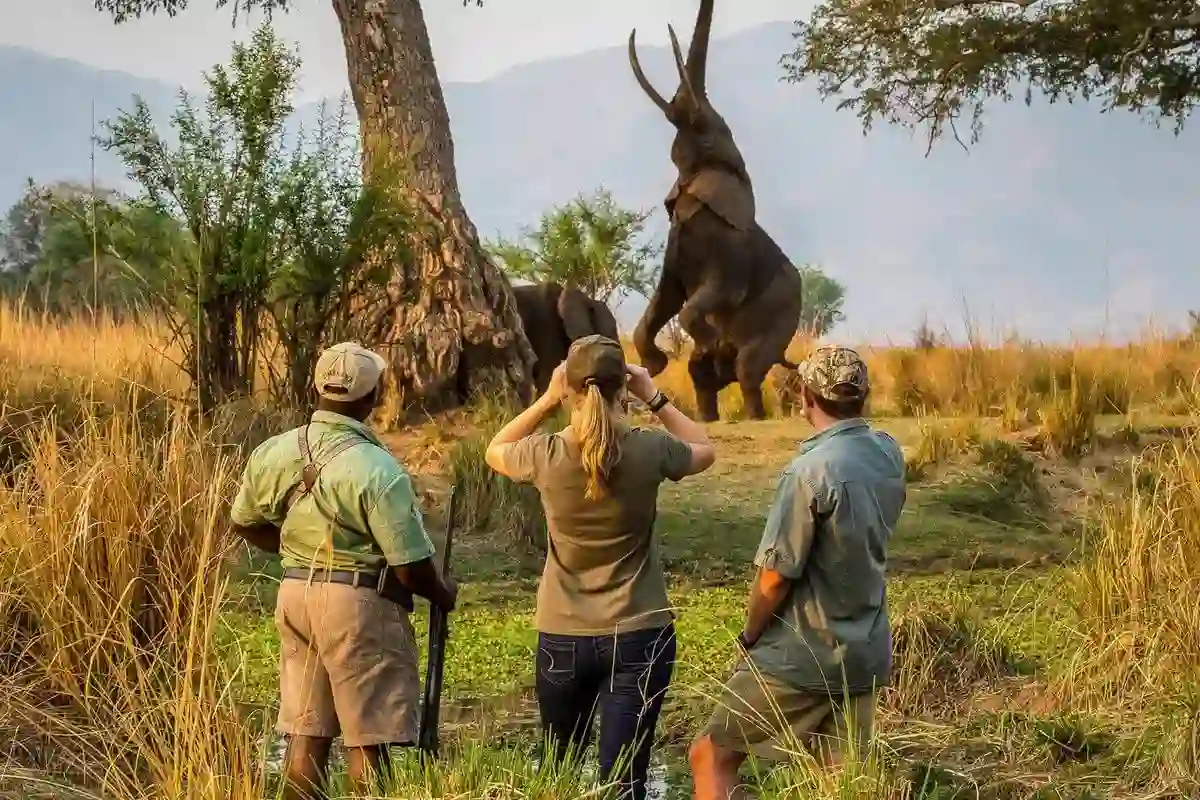 Elephants grazing, Ngorongoro Walking Safaris