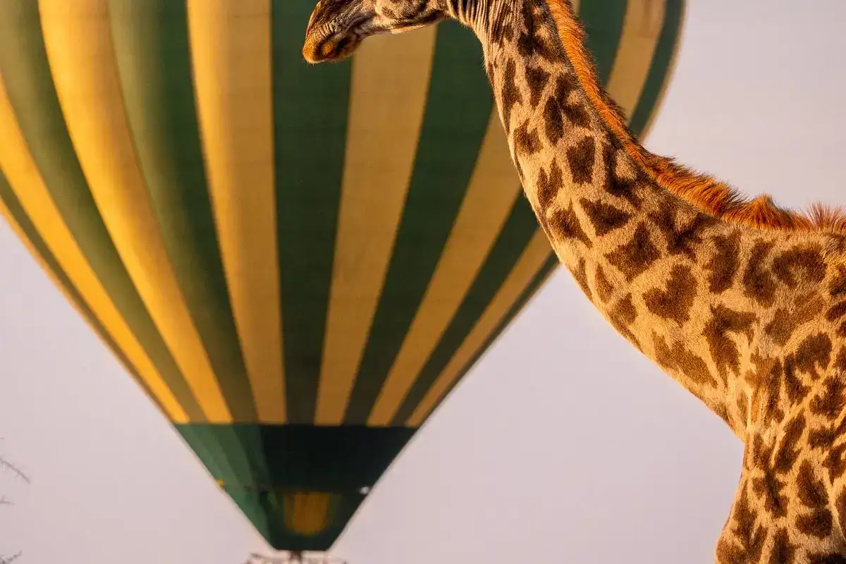 Giraffe, Serengeti Hot Airballoon Safaris