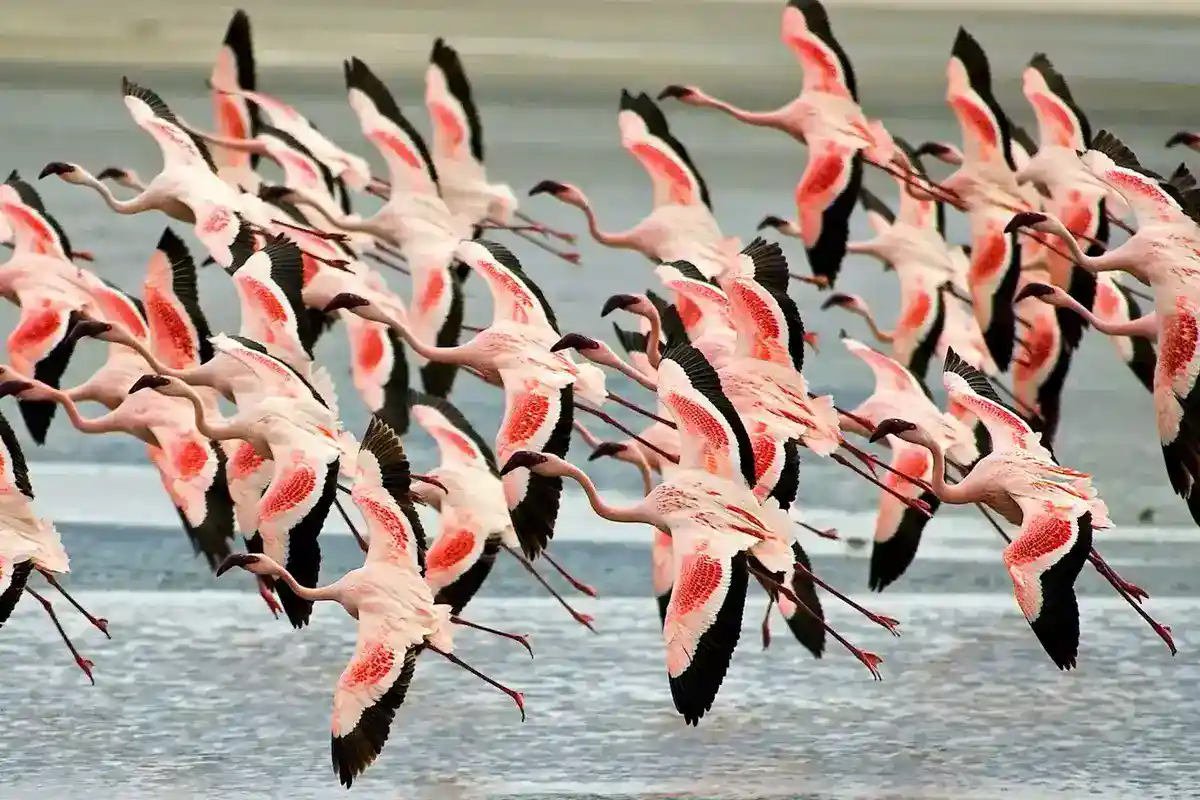 Lake Manyara Birdwatching - Tanzania Safari Experience