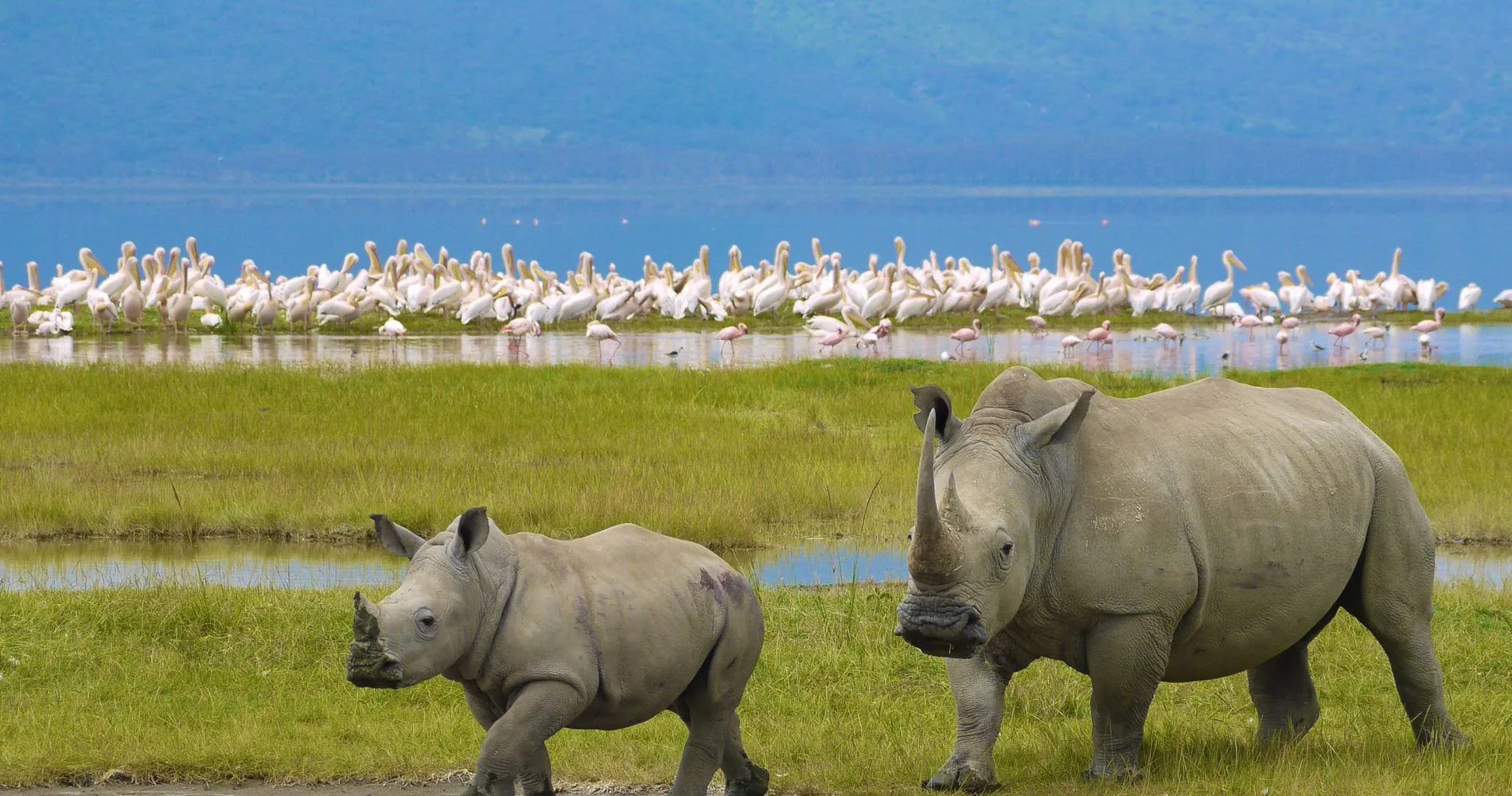 Captivating image showcasing the incredible wildlife and landscapes during Tanzania Tours and Safari, featuring majestic animals in their natural habitat.