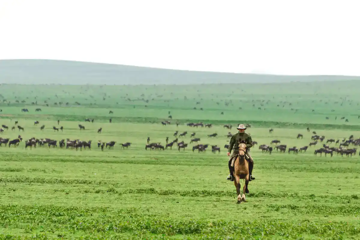 Ride in the Serengeti Wildebeest Migration