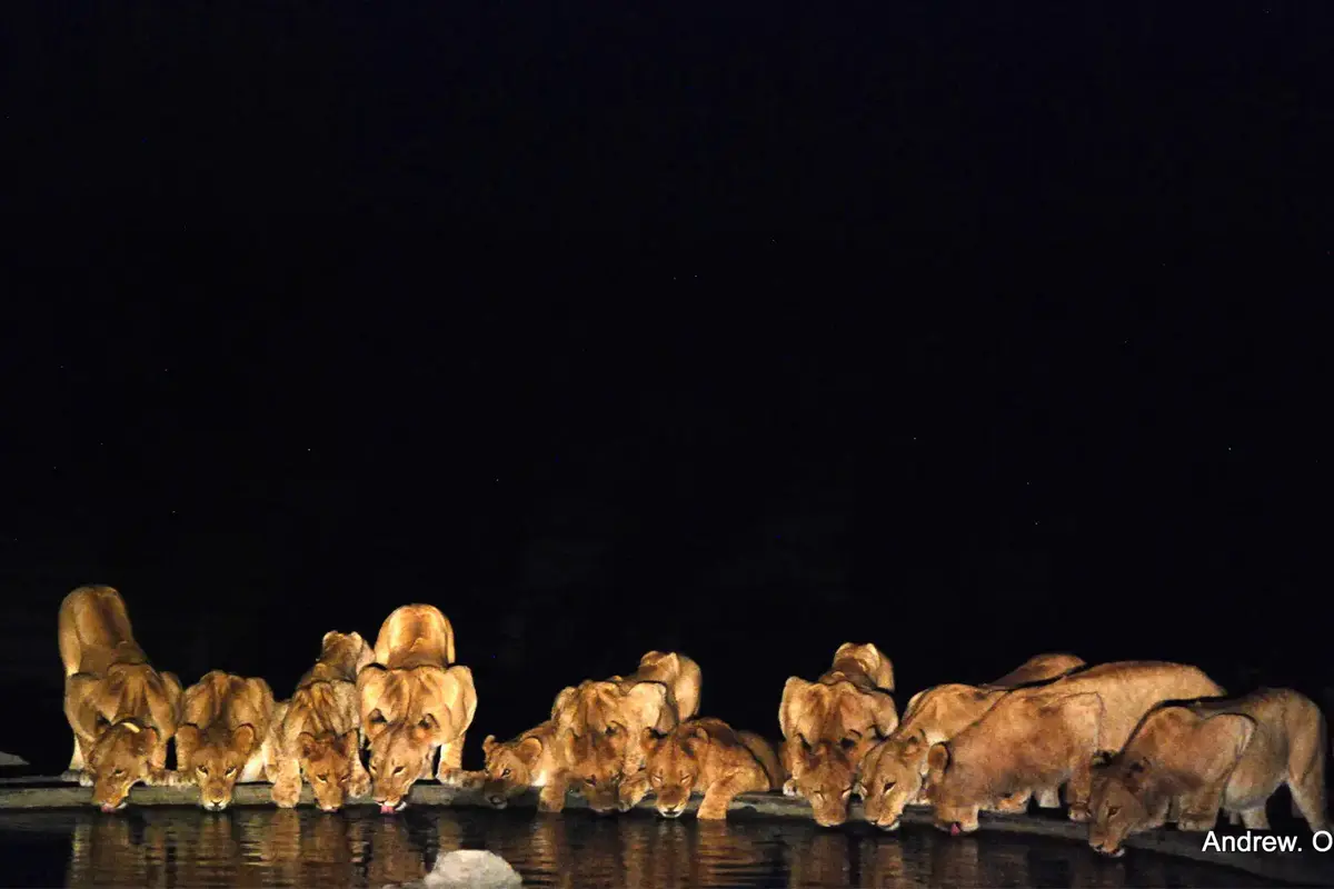 Serengeti Night Game Drive, Tanzania National Park