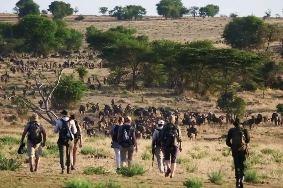 Serengeti Wildebeest Great Migration Walking Safaris