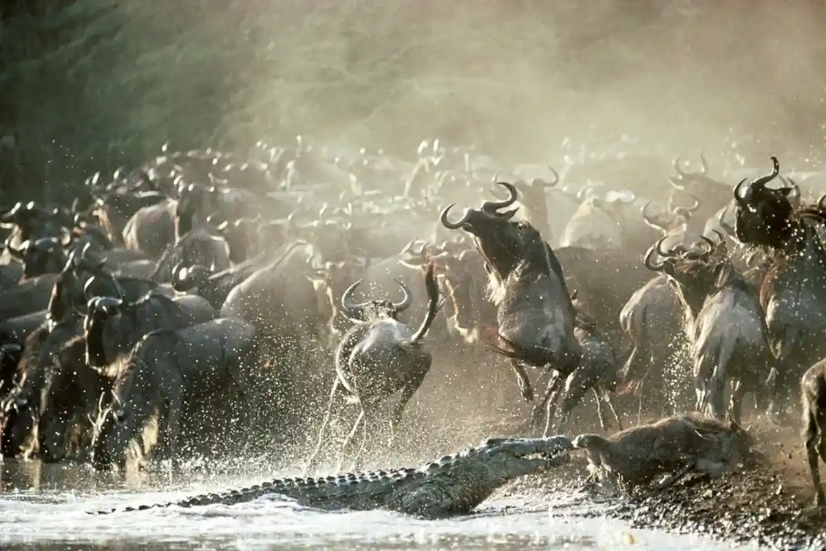 Serengeti Wildebeest Migration, Crocodile hunt while wildebeest cross river mara