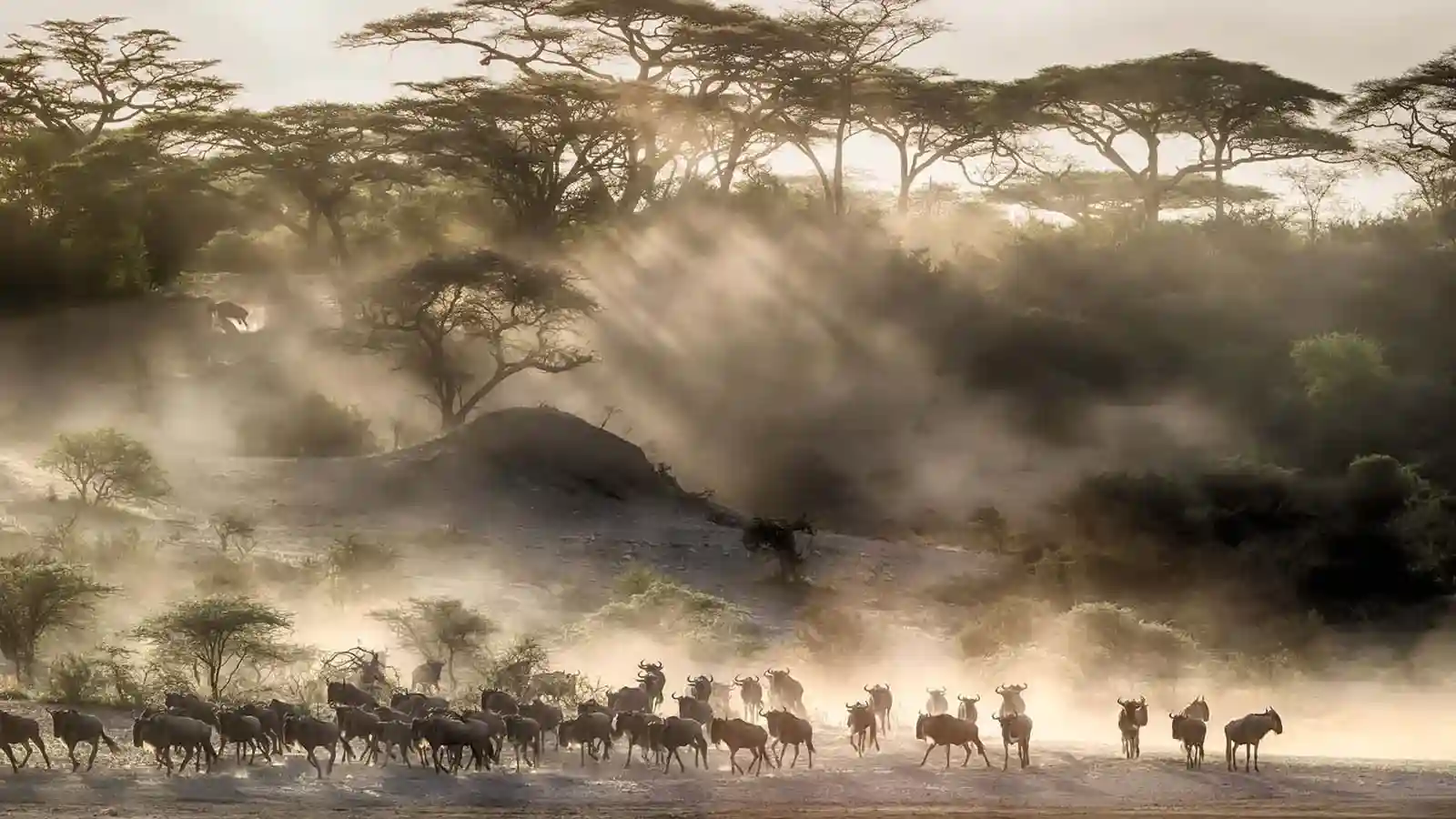 Serengeti Wildebeest Migration Viewing