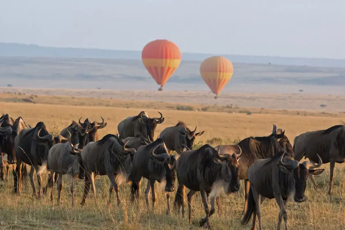 Serengeti balloon Wildebeest Migration