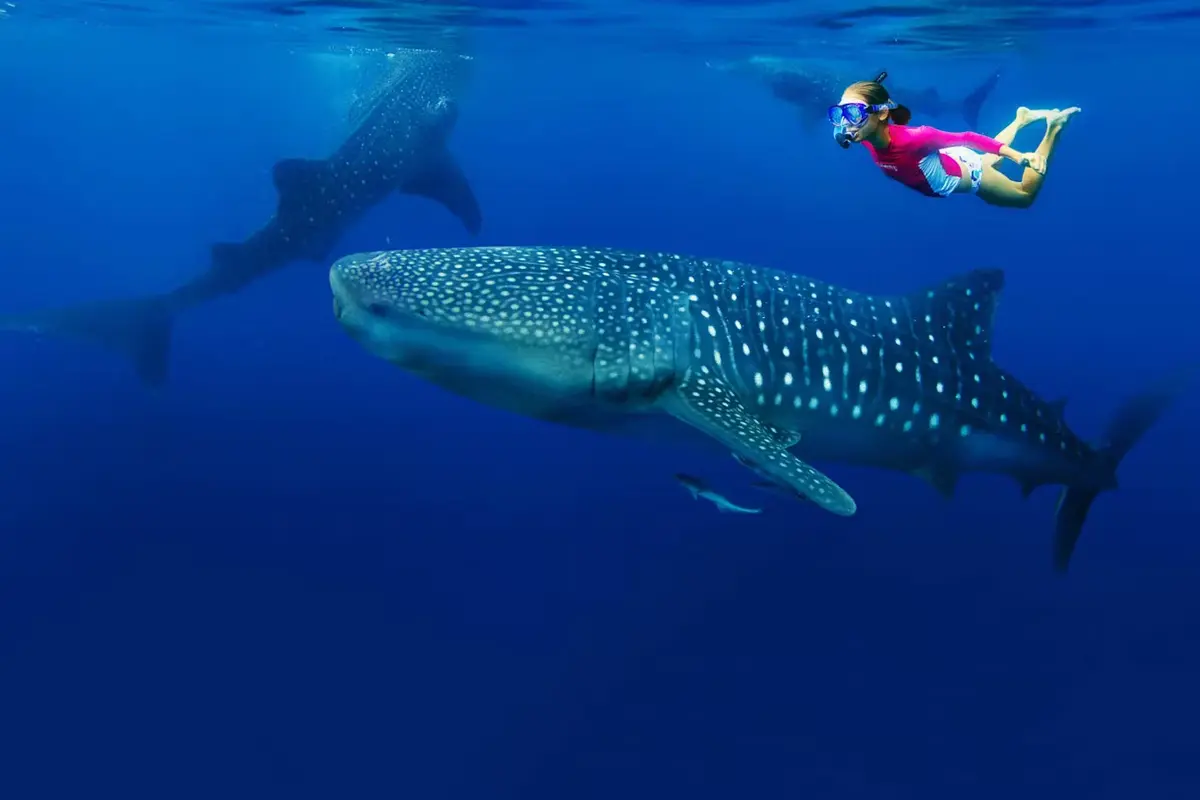 Snorkel with Wale Shark, Zanzibar