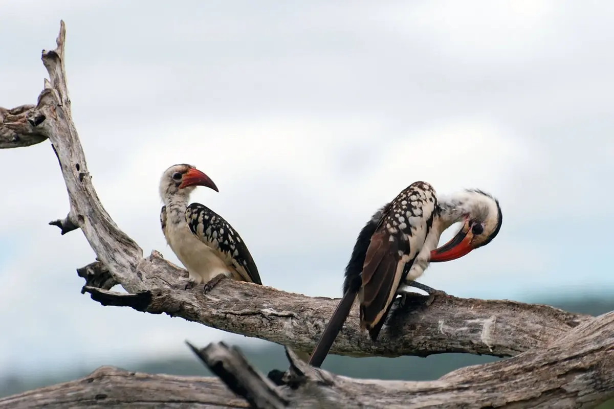 Tanzania Birdwatching Experiences