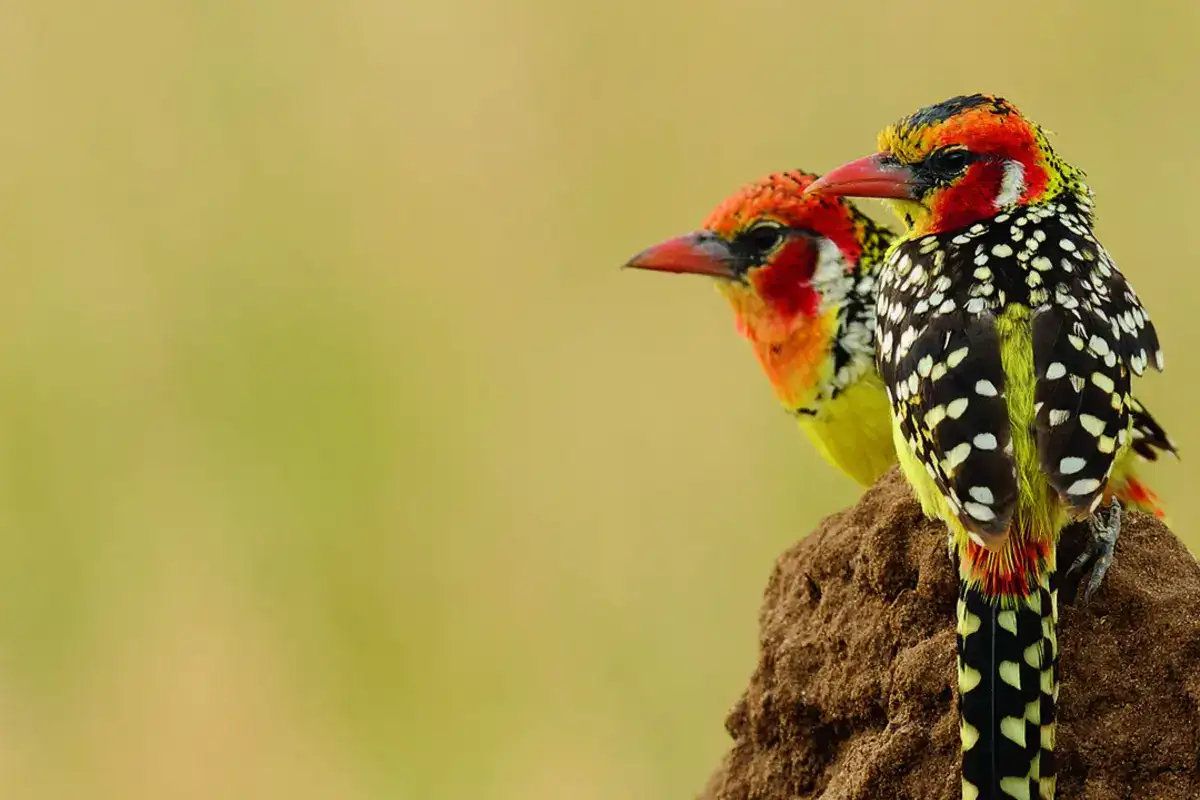 Tanzania Birdwatching