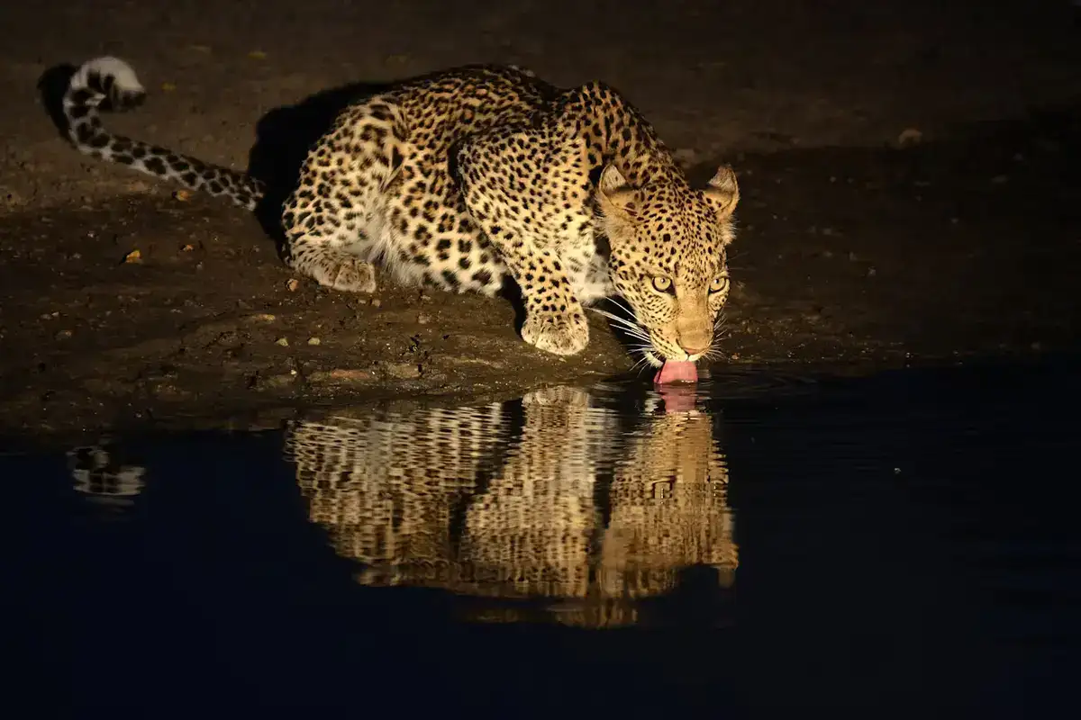 Tanzania Lake Manyara Nights Game Drives,