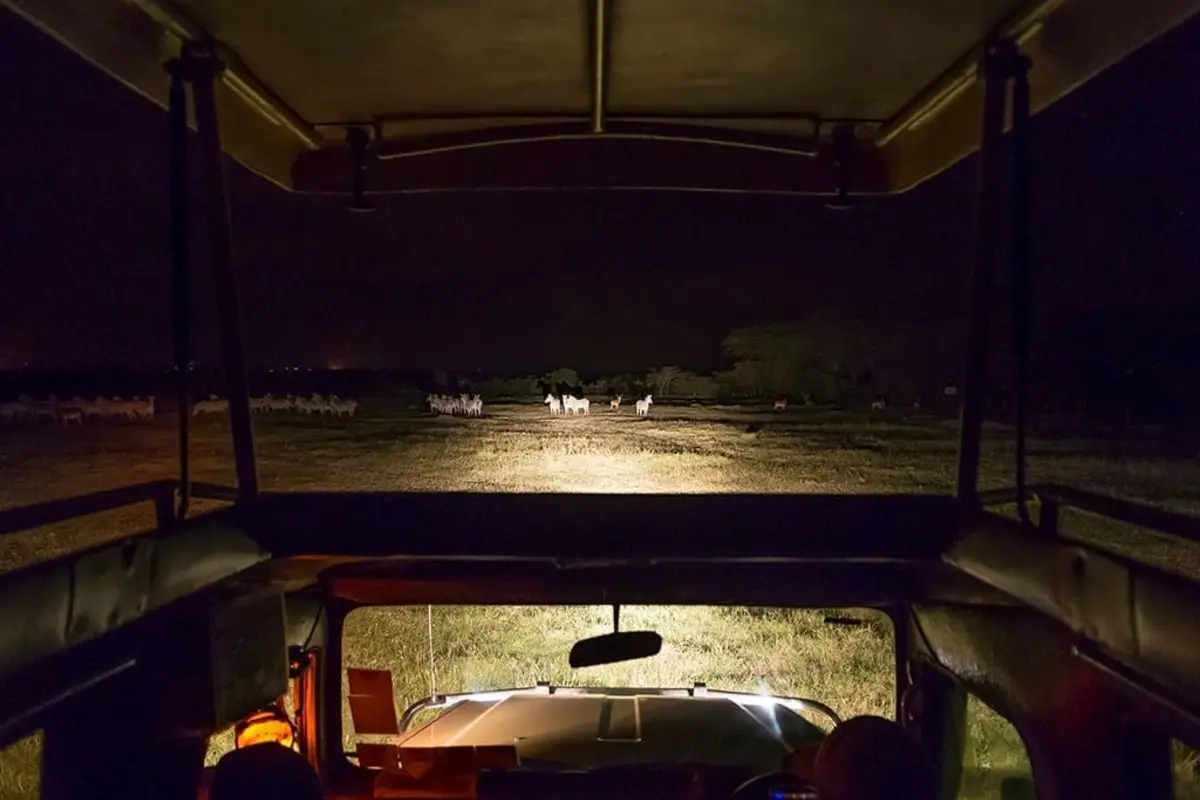 Tanzania Night Game Drives, Zebras