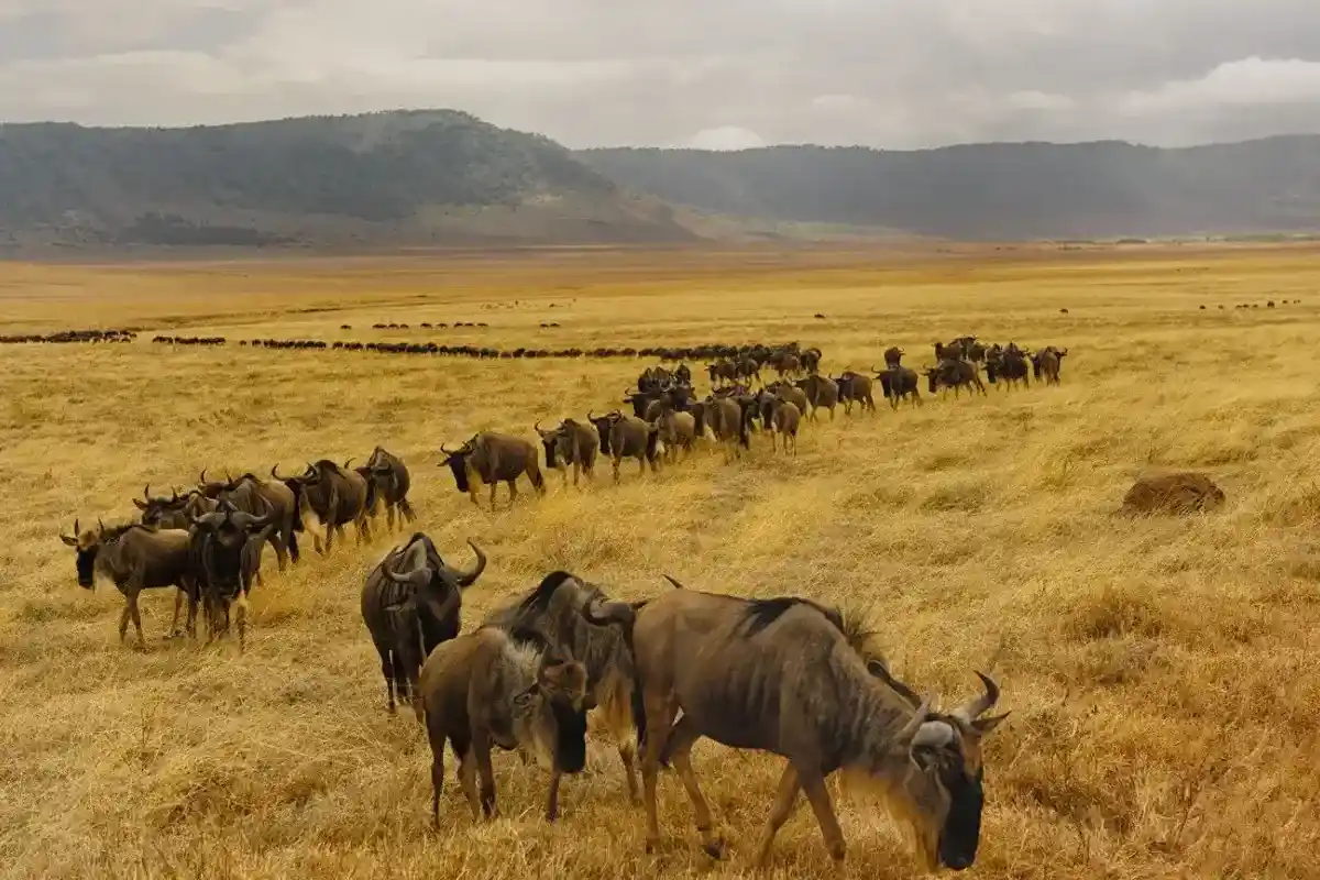 Tanzania wildebeest Migration, From Serengeti National Park to Maasai Mara National Park